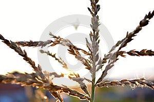 Corolla with corn plant spikelets in the rays of the setting sun