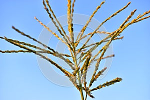 Corolla with corn plant spikelets in the rays of the setting sun