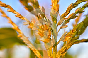 Corolla with corn plant spikelets in the rays of the setting sun