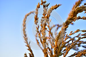 Corolla with corn plant spikelets in the rays of the setting sun