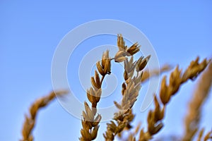 Corolla with corn plant spikelets in the rays of the setting sun