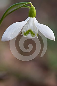 Corolla of Snowdrop