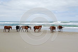 Corolla wild horses