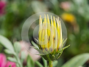 Corolla of Yellow White Gazania