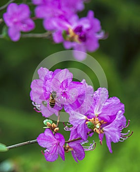 Corollas, petals and stamens of purple wild rosemary flowers with bee collecting nectar