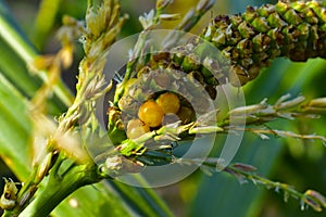 Corollas of sweet corn ears in the evening sun