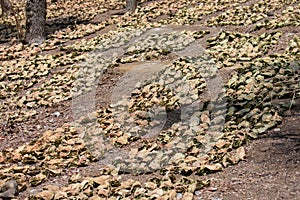 Coromandel ebony or East Indian ebony or Tendu Diospyros melanoxylon Tree Leaves photo