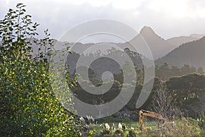 Coromandel Peninsula Landscape, New Zealand, NZ photo