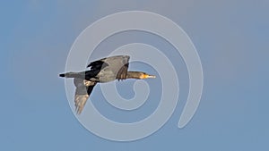 Coromorant in flight under a blue sky