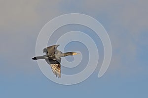 Coromorant in flight under a blue sky