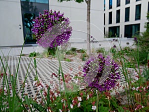 Corona flowers - purple beuties