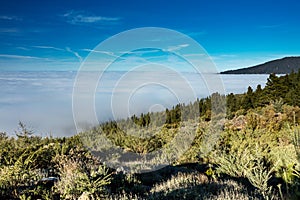 Corona Forestal Natural Park, Tenerife, Canary Islands - Massive forest positioned at a high altitude above the clouds, surroundin photo
