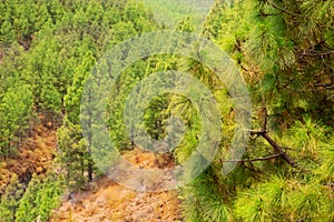 Corona Forestal in Teide National Park at Tenerife photo