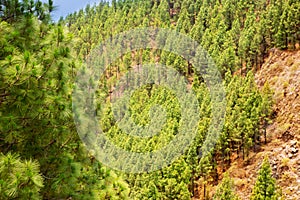 Corona Forestal in Teide National Park at Tenerife photo