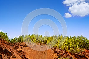 Corona Forestal in Teide National Park at Tenerife photo