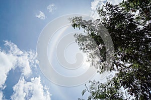 Corona of the Sun with bright blue sky and tree