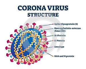 Corona virus biological structure, labeled vector illustration diagram