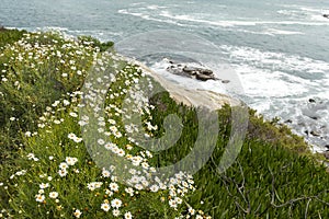 Coronado Beach. Sea or Ocean Waves along Green Grass with White Blooming Mayweed Flowers