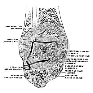 Coronal Section Through the Ankle Joint, vintage illustration