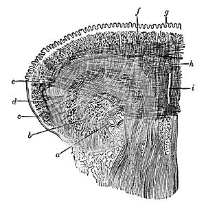 Coronal Section of the Tongue, vintage illustration