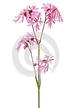 Coronaria flos-cuculi flower photo