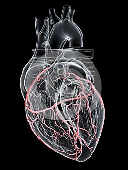 The coronary arteries