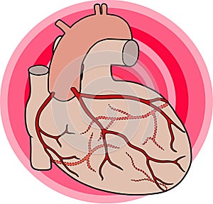 Coronary Arteries photo