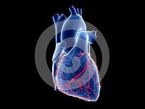 The coronary arteries