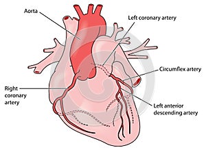 The coronary arteries of the heart photo