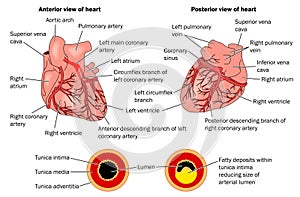 Coronary arteries and plaque formation