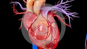 Coronary Artery Bypass Graft Surgery