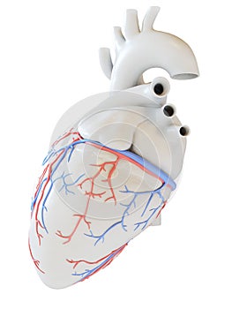 The coronary blood vessels