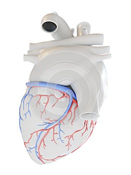 The coronary blood vessels