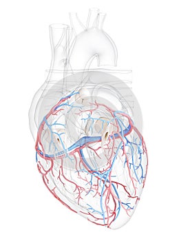 The coronary blood vessels