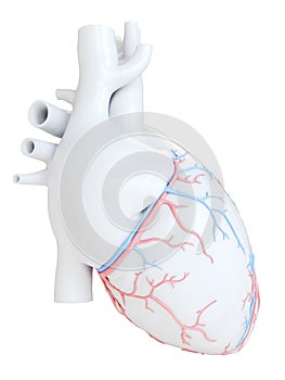 The coronary blood vessels