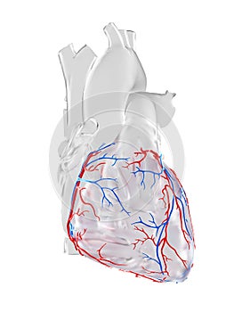 the coronary blood vessels