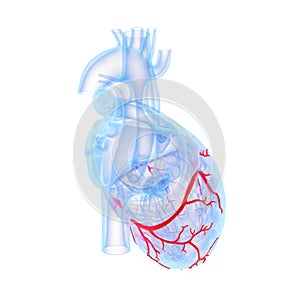 The coronary blood vessels of the heart