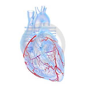 The coronary blood vessels of the heart