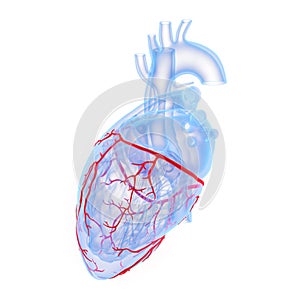 The coronary blood vessels of the heart