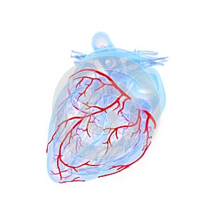 the coronary blood vessels of the heart