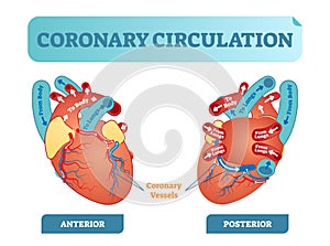 Coronary circulation anatomical cross section diagram, labeled vector illustration scheme. Blood flow circuit. photo