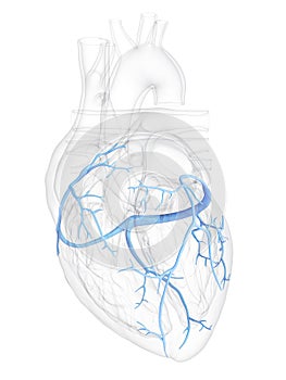 The coronary veins