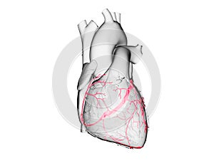 The coronary veins