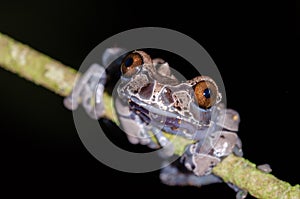 Coronated tree frog Anotheca spinosa