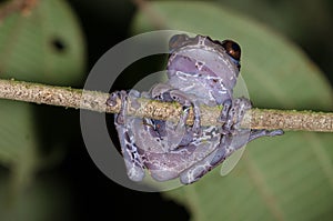 Coronated tree frog