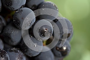 Coronation grapes - macro