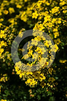 'Coronation Triumph' potentilla