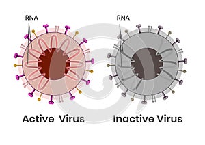 Coronavirus active and inactive with damaged genetic material photo