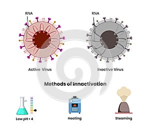 Coronavirus active and inactive with damaged genetic material. Three methods of production of inactivated vaccine photo