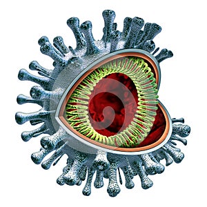 Coronavirus Cell Anatomy
